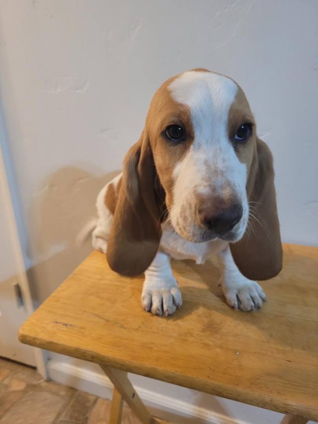 PUPPIES UP FOR SALE !!