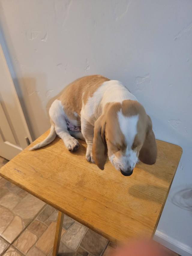 PUPPIES UP FOR SALE !!