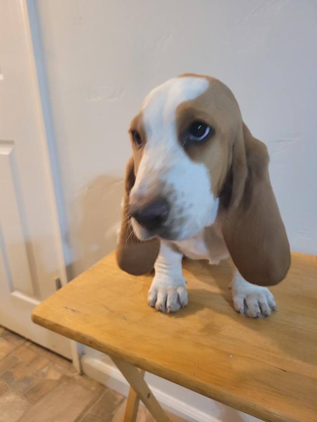 PUPPIES UP FOR SALE !!