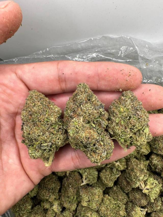 I got some top shelf graded AA ++ marijuana strains and glocks too and it's really fire man was wondering if you are interest